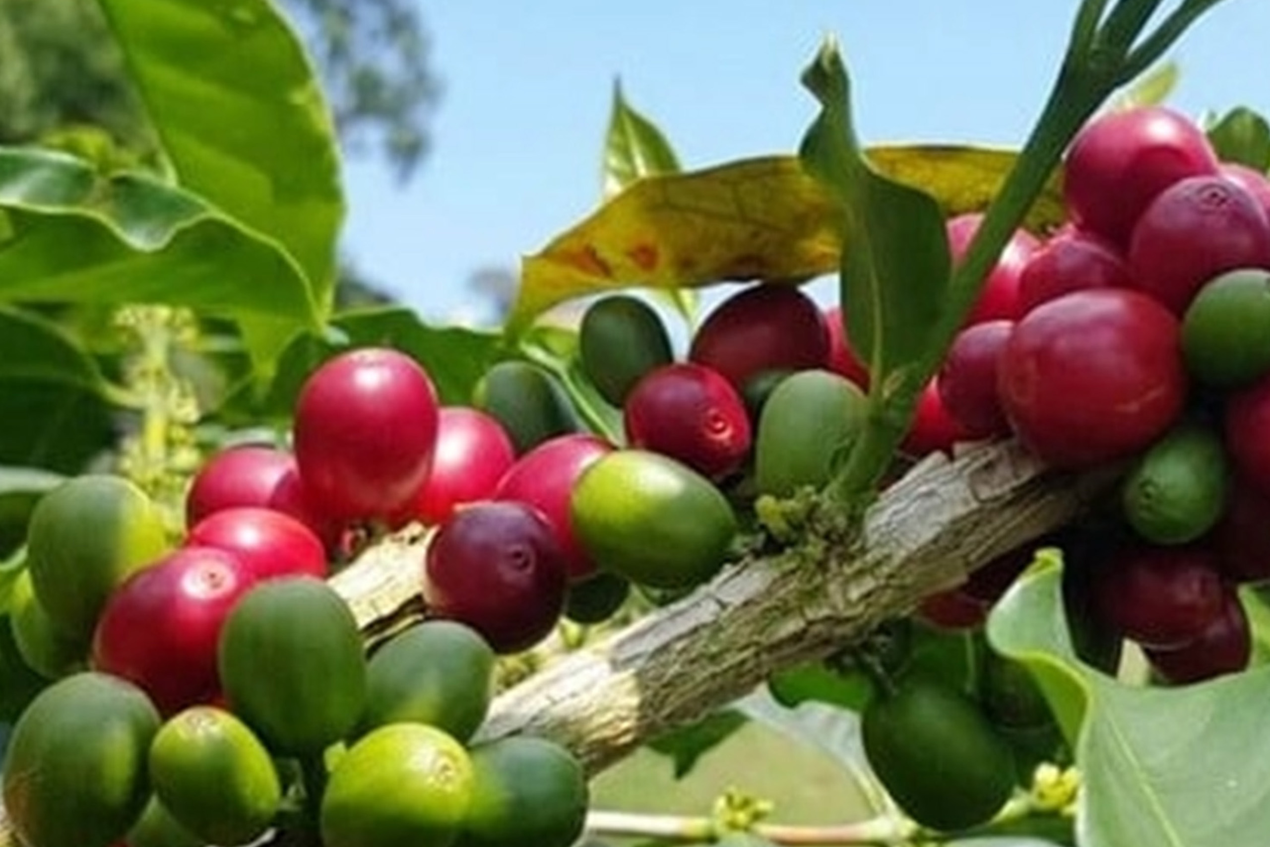  Organically produce <br/> Arabika Coffee