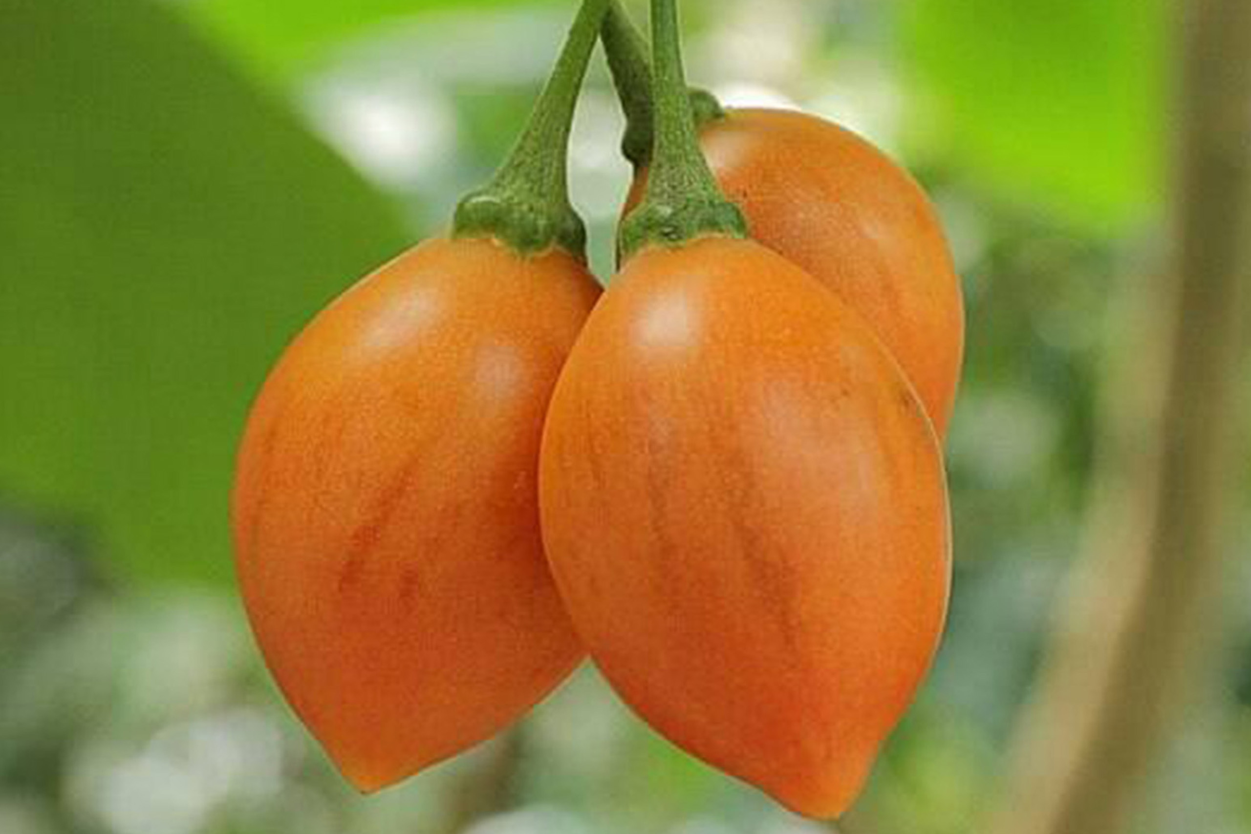   Organic products<br/> no synthetic fertilizers