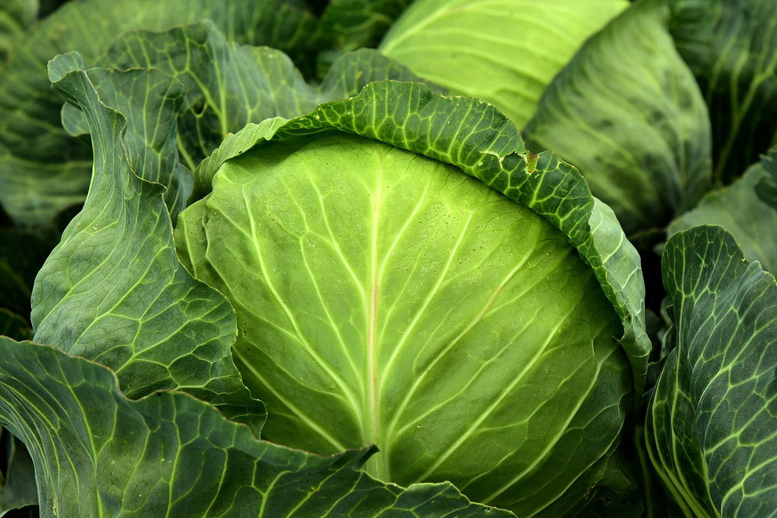   Organic products<br/> no synthetic fertilizers